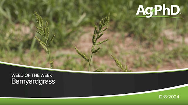 Barnyardgrass | Ag PhD