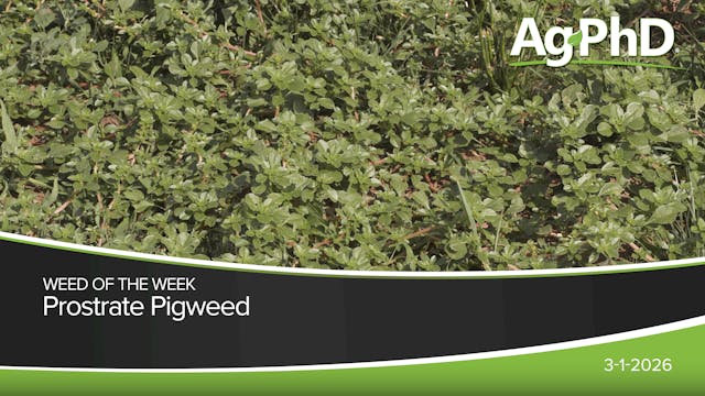 Prostrate Pigweed | Ag PhD