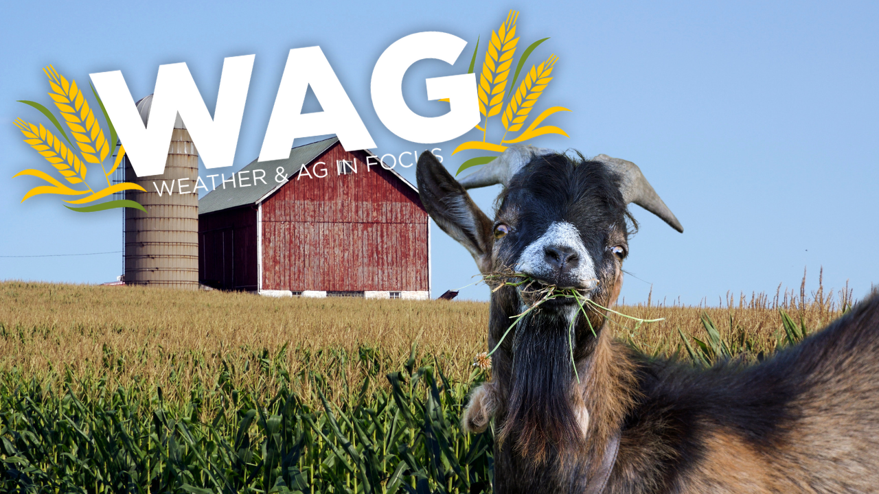 Free For All Tuesday | WAG in Focus 08-04-26