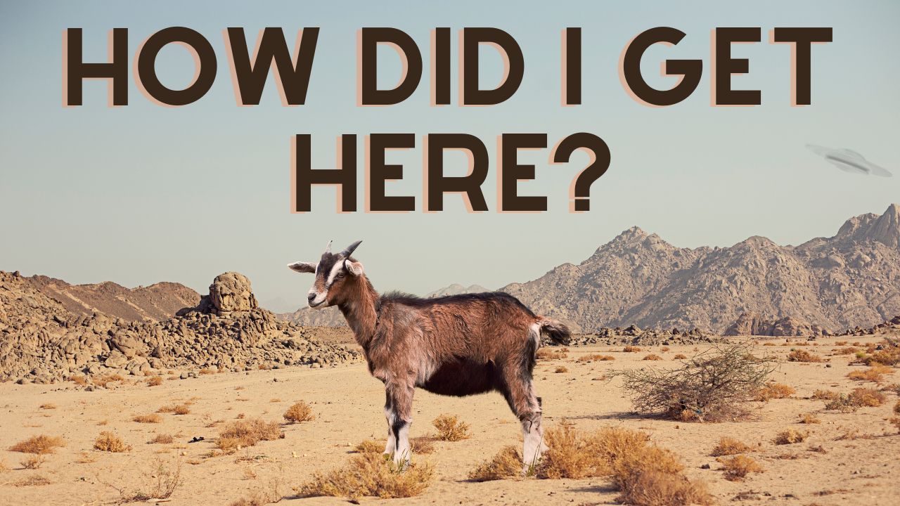 The Rural Veterinarian Crisis | WAG in Focus 08-25-25