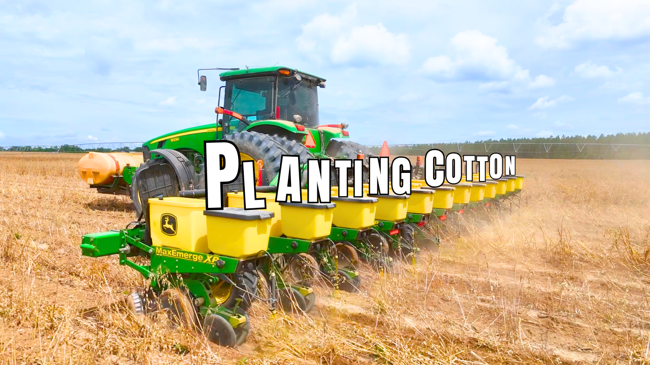 Cotton Price Went Up So We Planted Some | Field Rows