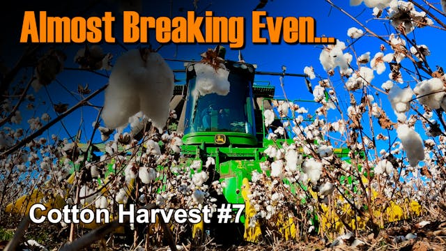 Almost Breaking Even... Cotton Harves...