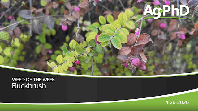 Buckbrush | Ag PhD
