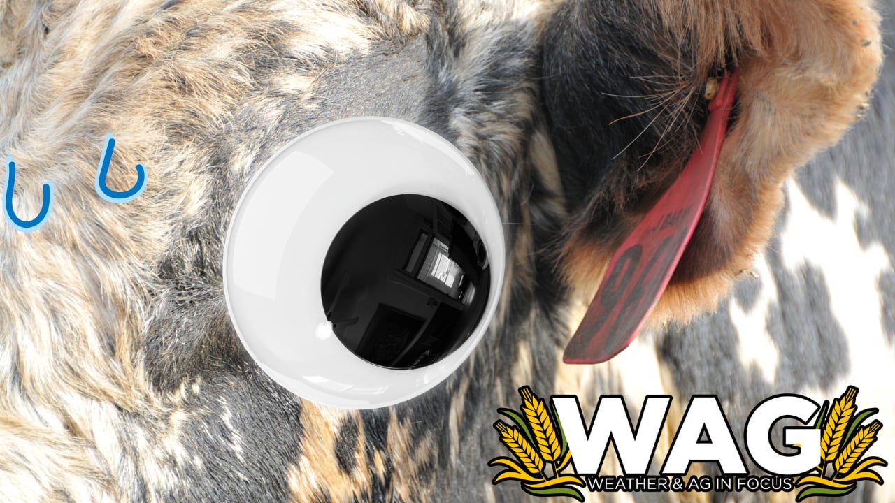 Plant Health Clinic, Doctor Will See Your Soybeans Now | WAG in Focus 04-22-25