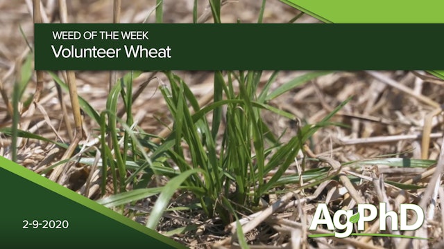 Volunteer Wheat | Ag PhD