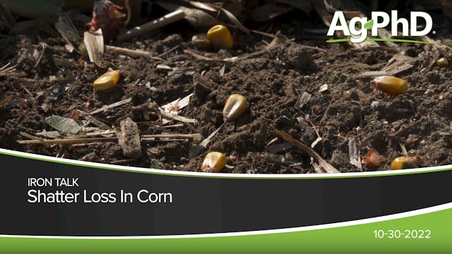 Shatter Loss In Corn | Ag PhD