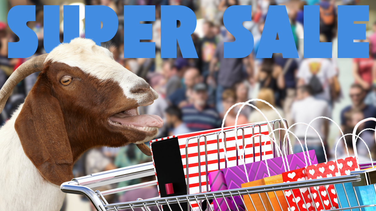 Black Friday Tech Support! | WAG in Focus 11-29-24