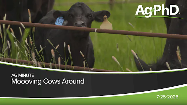 Moooving Cows Around | Ag PhD