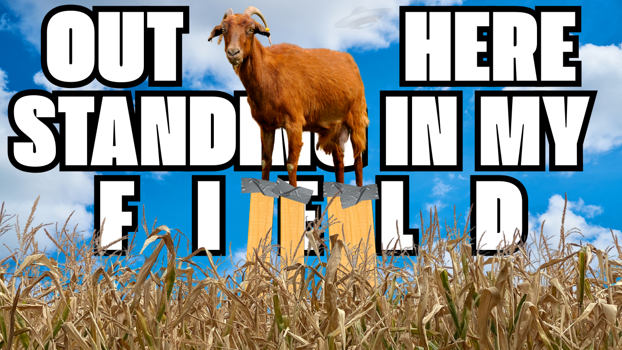 Who’s Most Outstanding in Their Field? | WAG in Focus 11-11-24