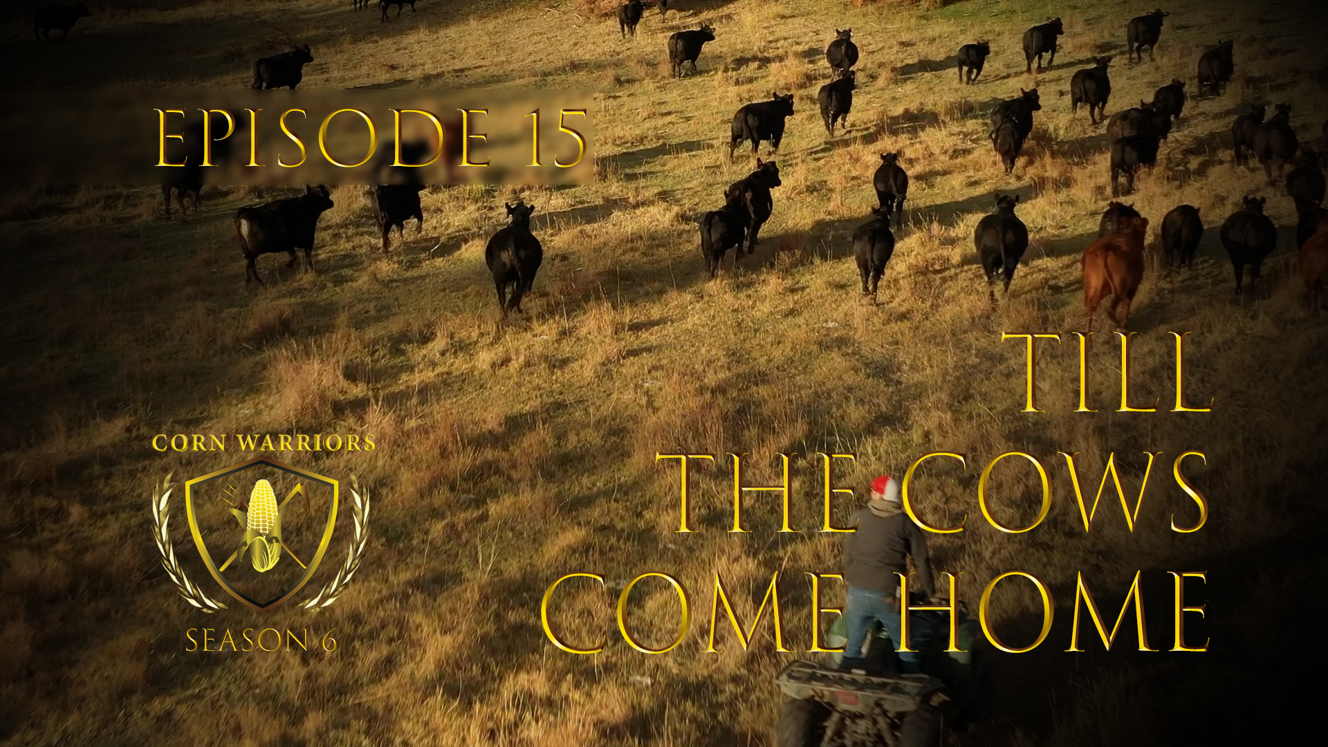 Corn Warriors | 615 | Till the Cows Come Home
