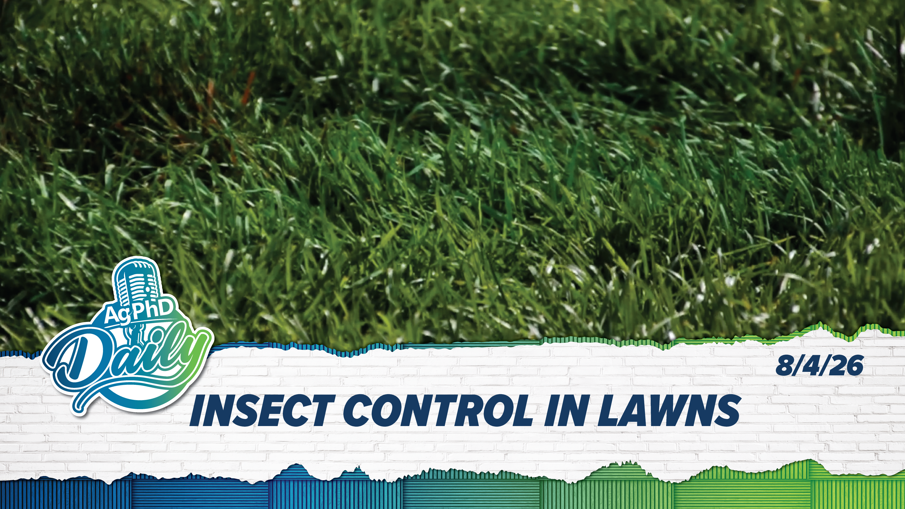 Insect Control In Lawns | Ag PhD Daily | 8/4/2026