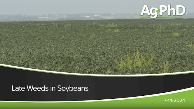Late Weeds in Soybeans | Ag PhD