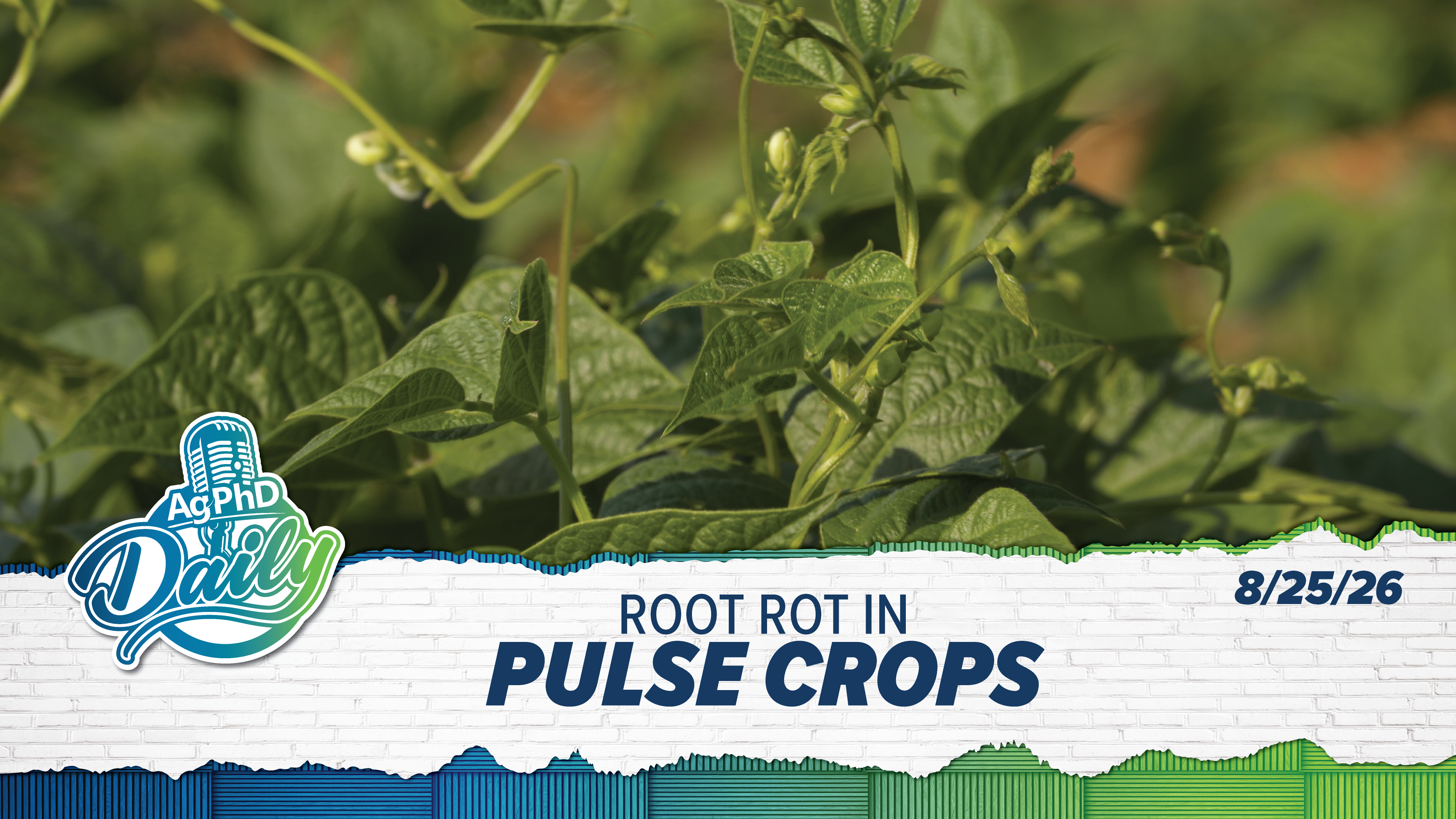 Root Rot in Pulse Crops | Ag PhD Daily | 08/25/26