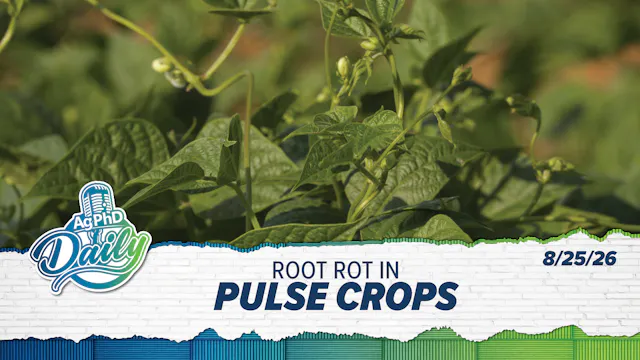 Root Rot in Pulse Crops | Ag PhD Dail...