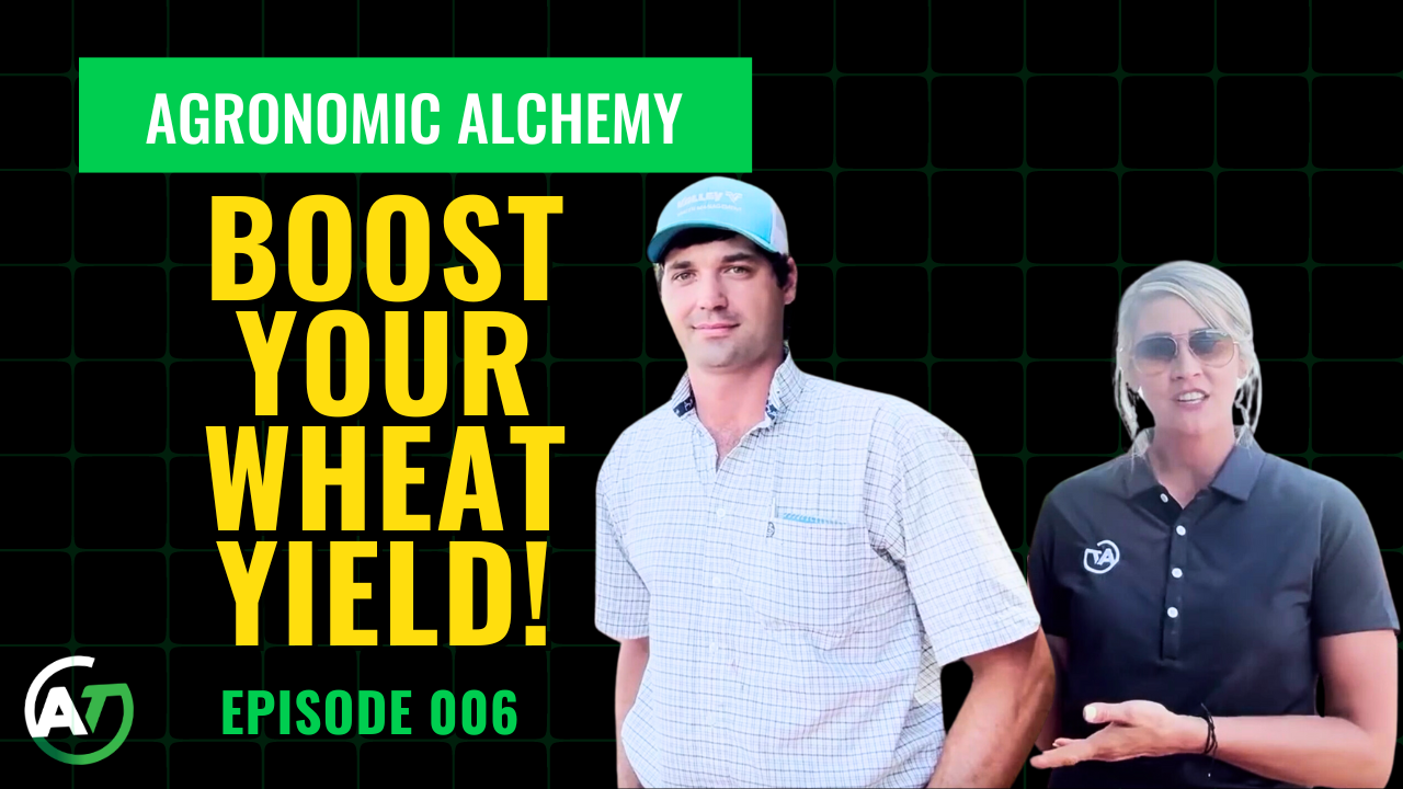 How NutriCharge Boosted Wheat's Yield & Quality | AgroTech