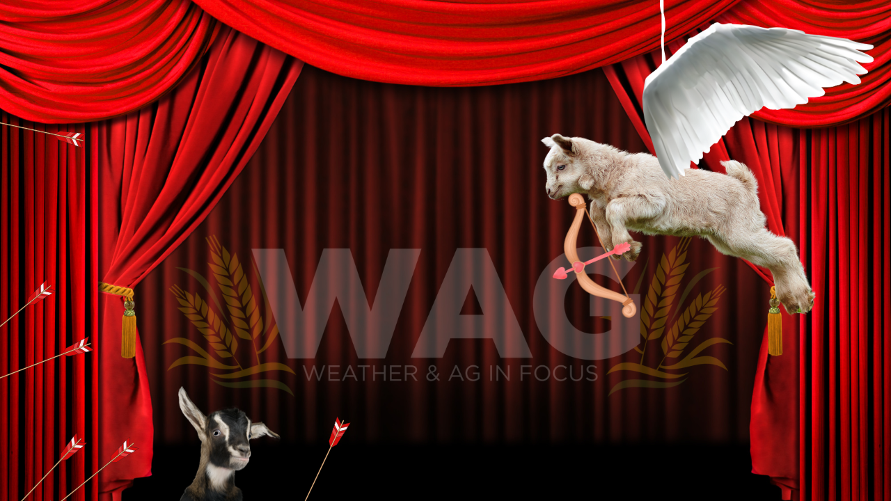 Ethanol, Tariffs and Markets | WAG in Focus 02-14-25