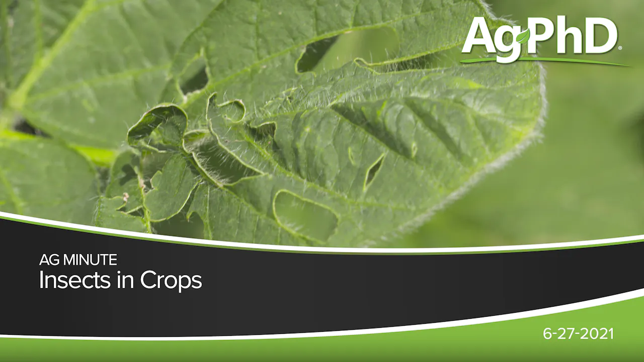 Insects In Crops | Ag PhD - 2021 - AcresTV