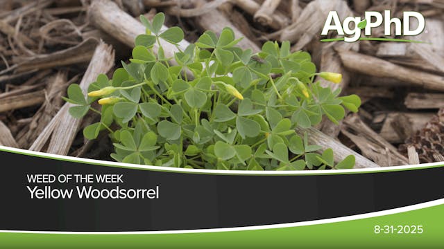Yellow Woodsorrel | Ag PhD