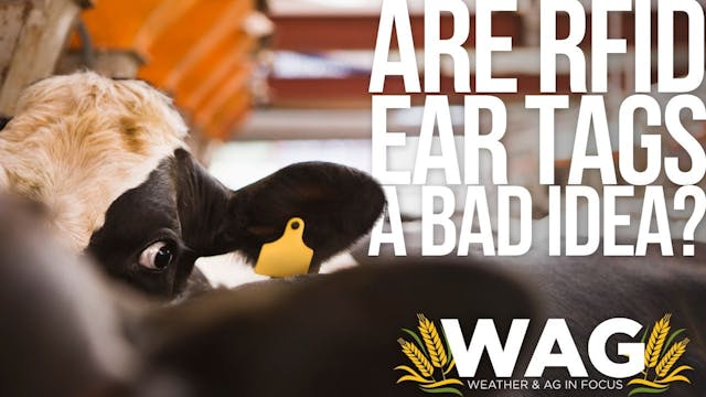 Are RFID ear tags a bad idea? 12-8-22...