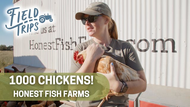 1000 Chickens with Honest Fish Farms ...