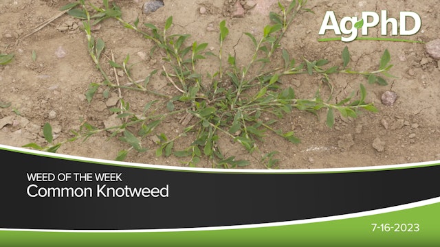 Common Knotweed | Ag PhD