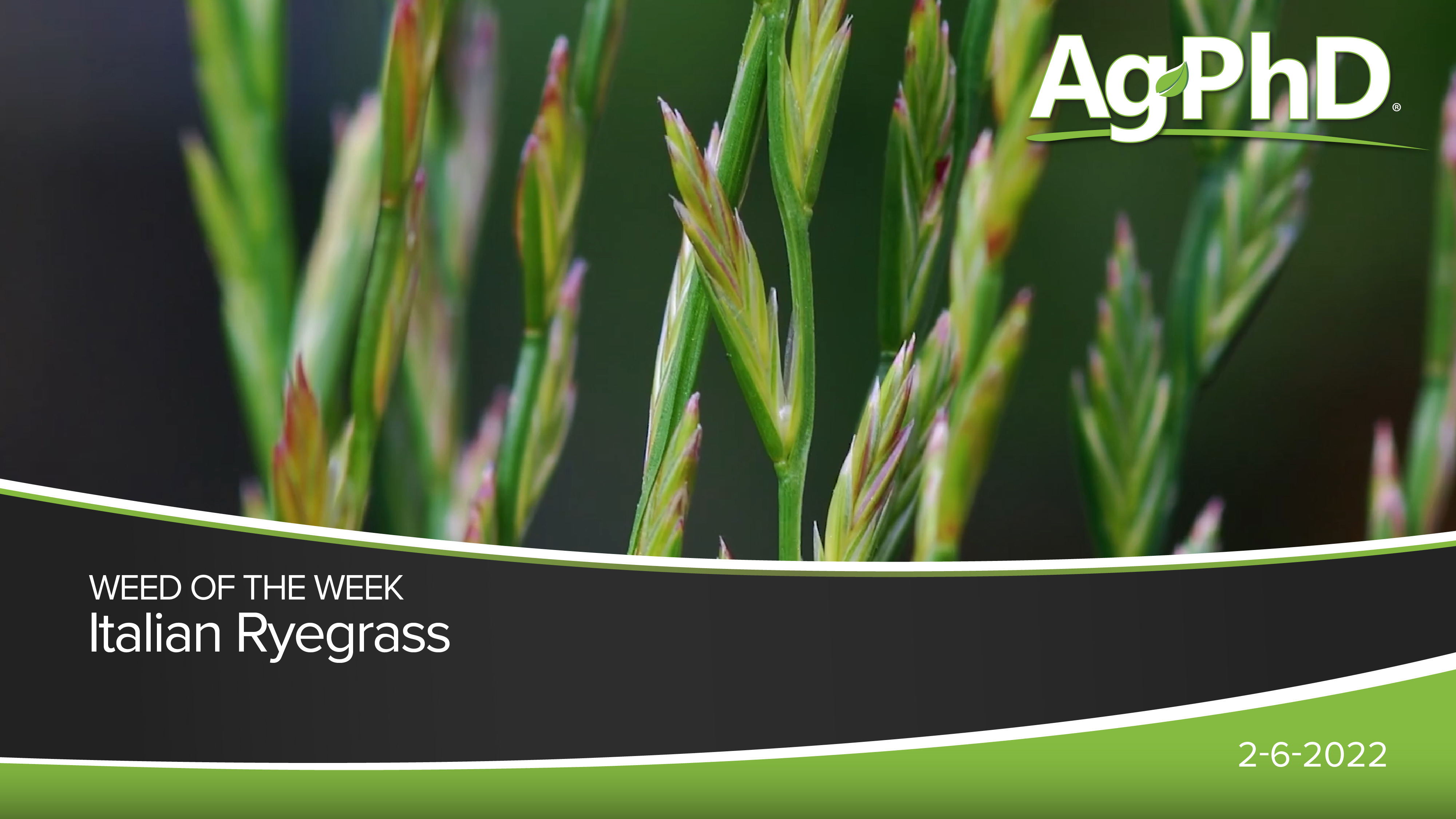 Italian Ryegrass | Ag PhD