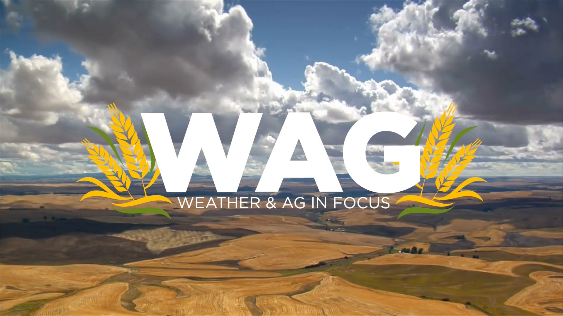 Free For All Monday | WAG in Focus 02-17-25