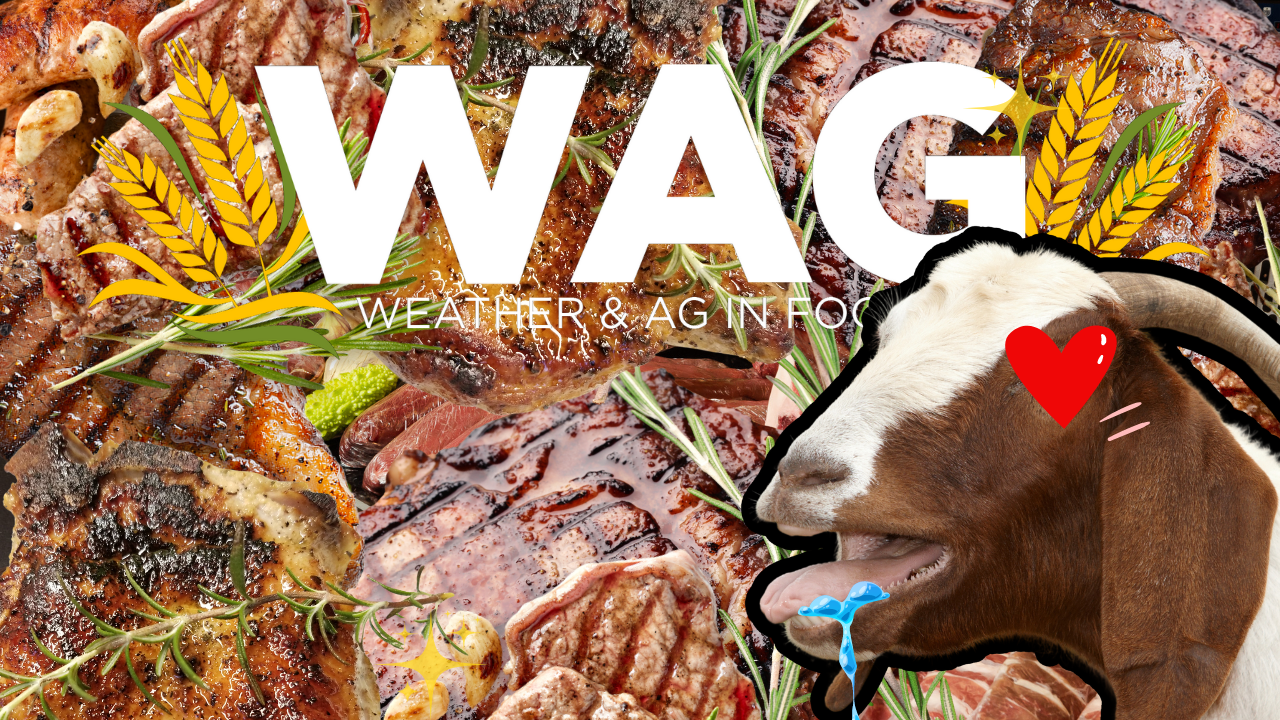 Producer To Butcher to You | WAG in Focus 10/10/24