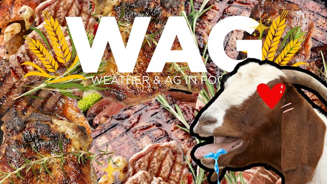 Producer To Butcher to You | WAG in F...