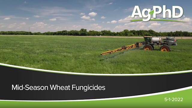 Mid-Season Wheat Fungicides | Ag PhD