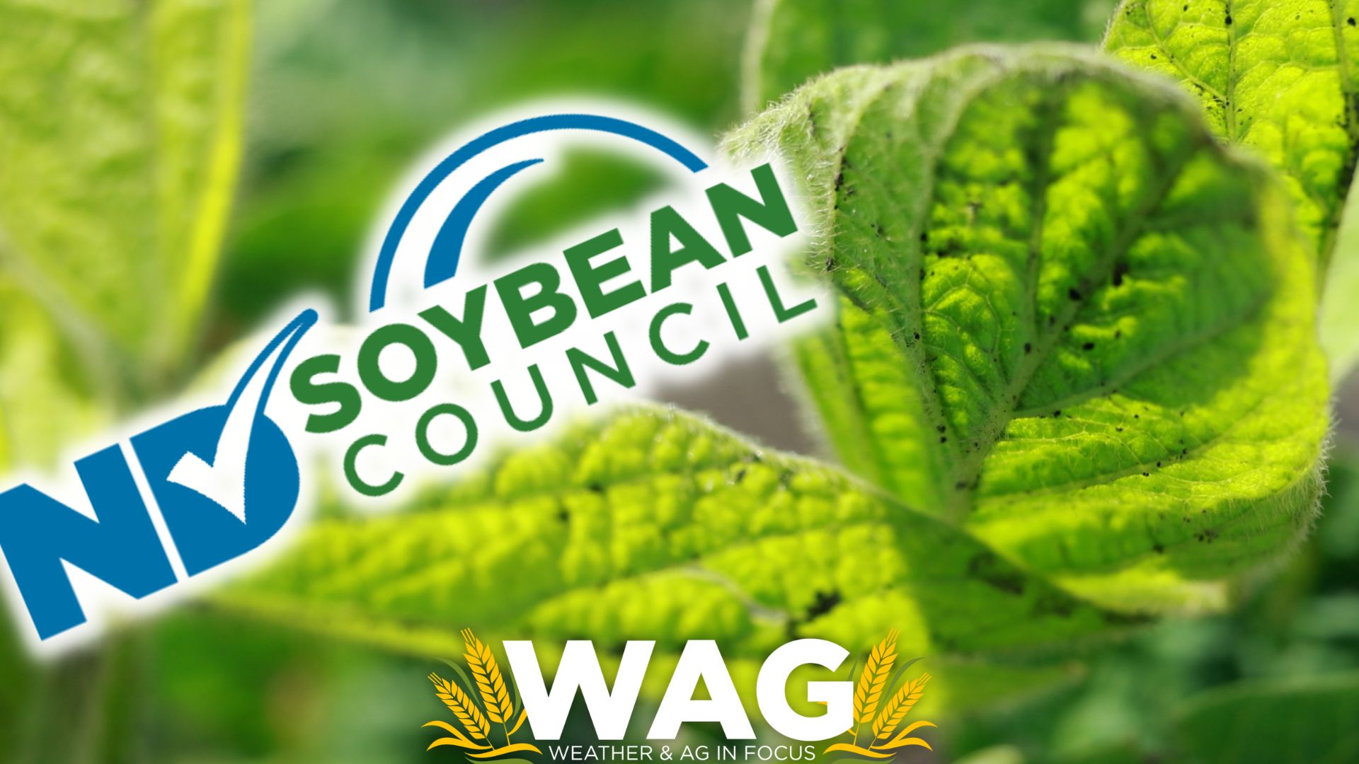 What ND Soybean Council Thinks About Our Soybeans! WAG In Focus 7/24/23