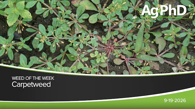 Carpetweed | Ag PhD