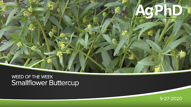 Smallflower Buttercup | Ag PhD