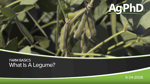 What Is A Legume? | Ag PhD