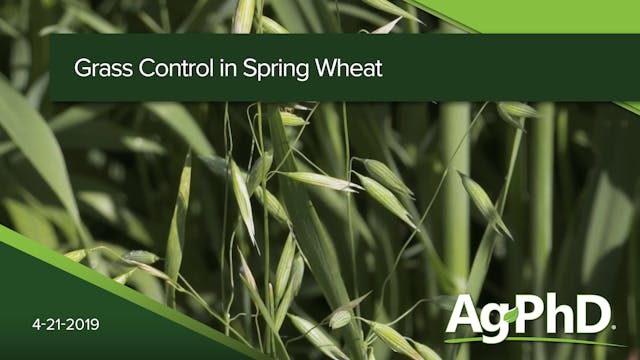 Grass Control in Spring Wheat | Ag PhD