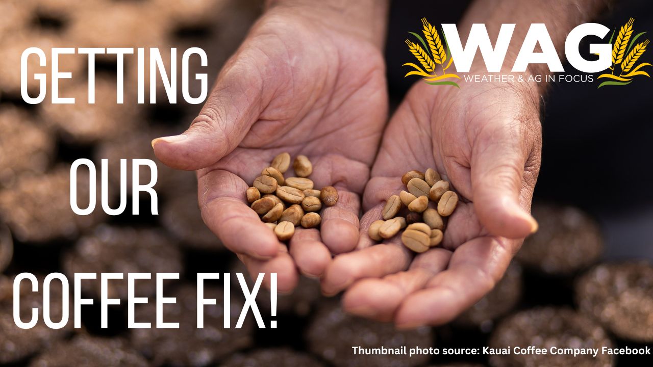 Getting Our Coffee Fix! | WAG in Focus 2/29/24