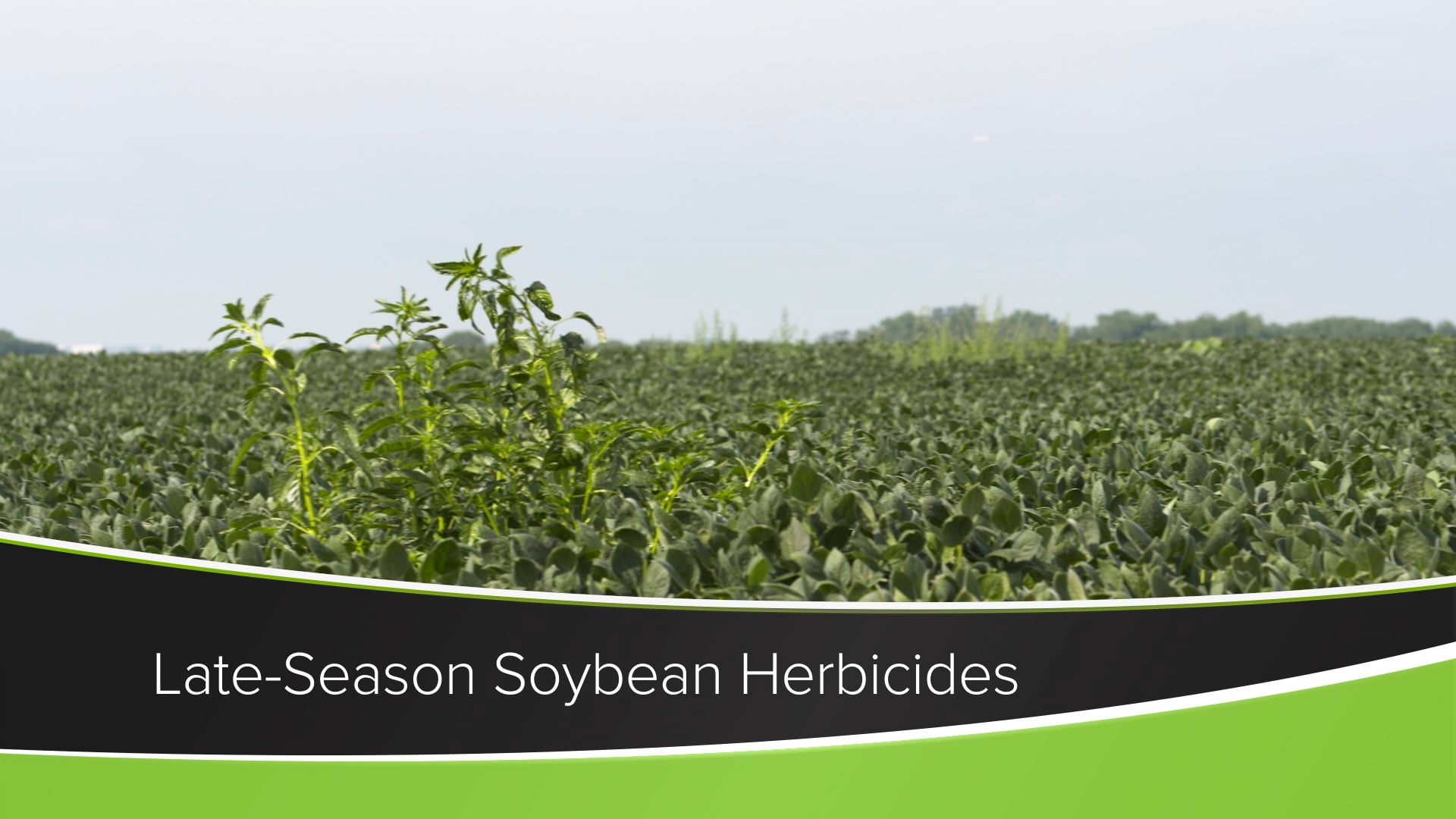 Late-Season Soybean Herbicides | Ag PhD