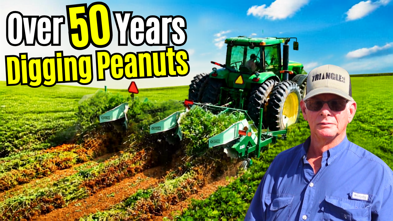 Time To Dig Some Peanuts | Field Rows