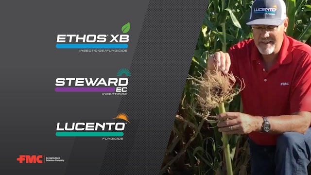 Switch Up Your Corn Rootworm Control with an Adult Beetle-Targeting Insecticide