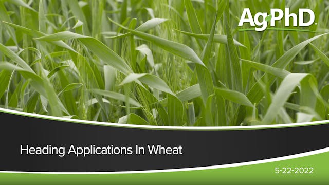 Heading Applications In Wheat | Ag PhD