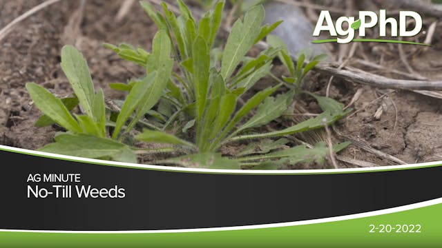 Weeds in No-Till Fields | Ag PhD
