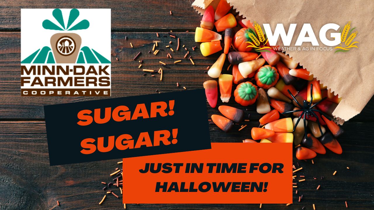 Sugar! Sugar! Just in Time for Halloween! | WAG in Focus 10/31/23
