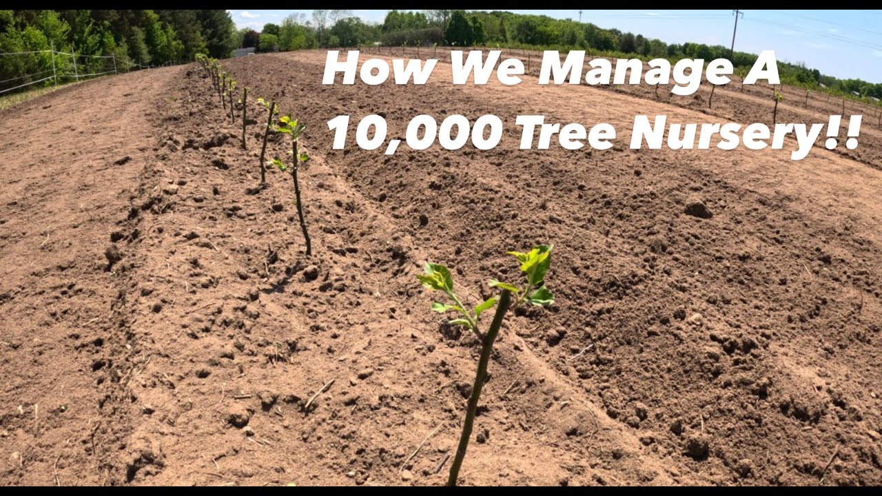 How We Manage A 10,000 Tree Nursery | Pomes and Stones