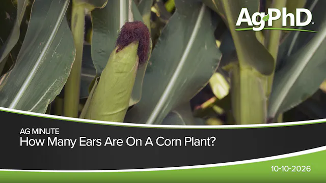 How Many Ears of Corn Are On A Corn P...