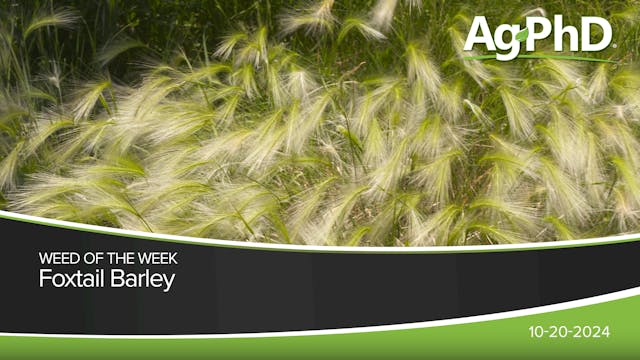 Foxtail Barley | Ag PhD