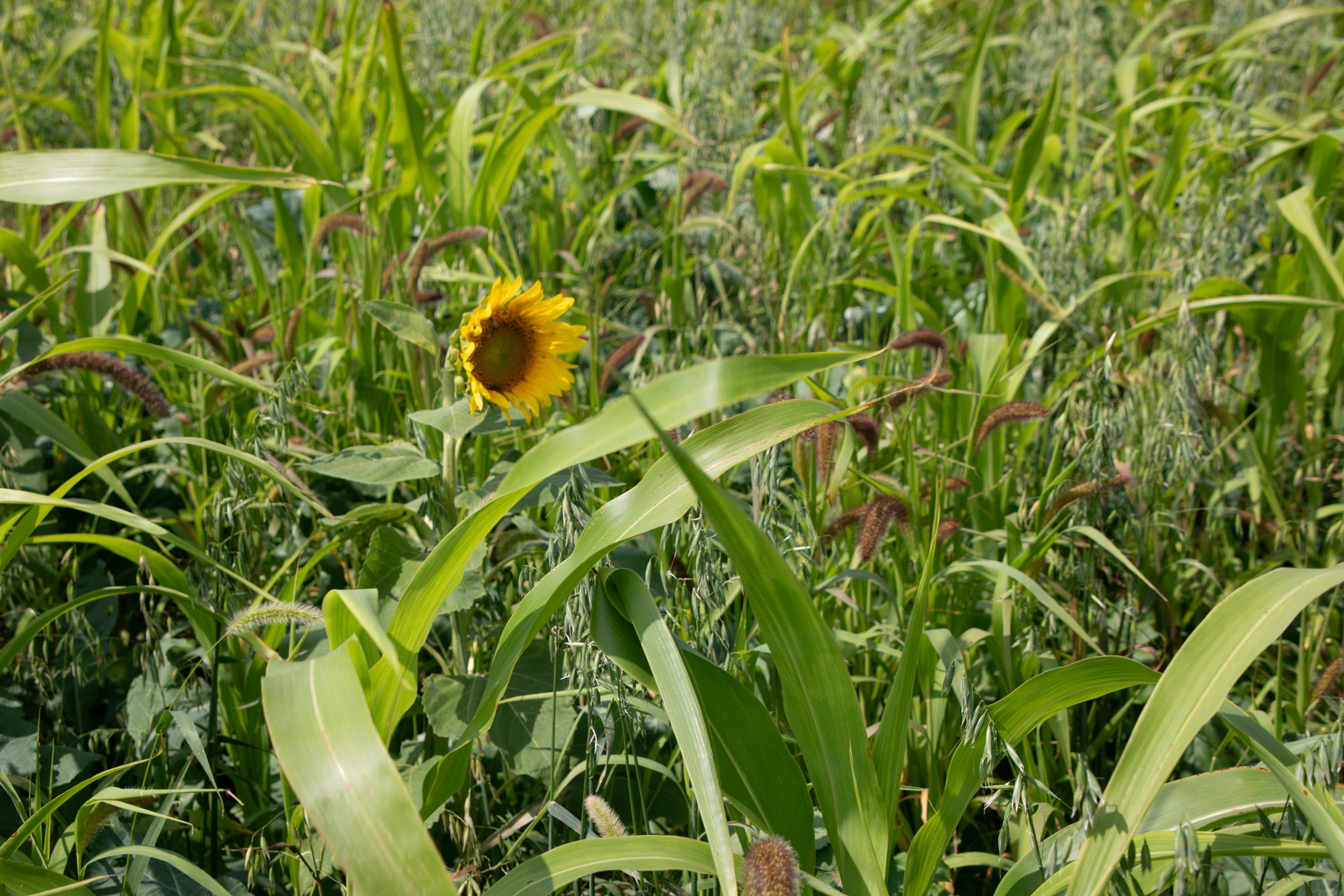Ranch Hand | Renovo Seed