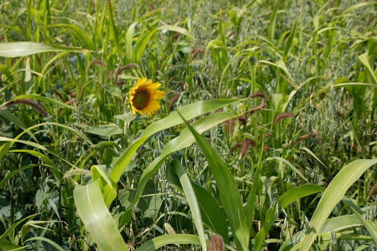 Ranch Hand | Renovo Seed