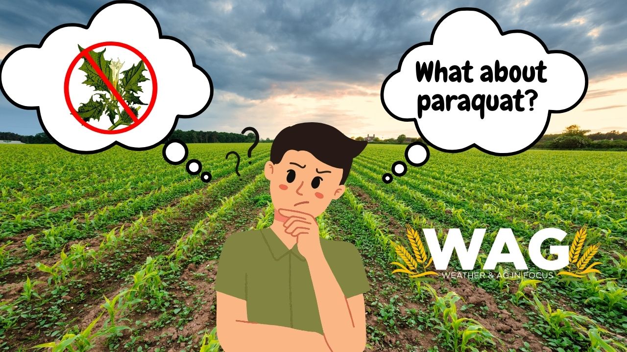 What About Paraquat? | WAG In Focus 9/19/23