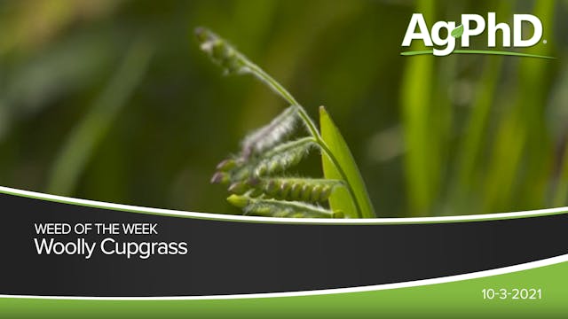 Woolly Cupgrass | Ag PhD