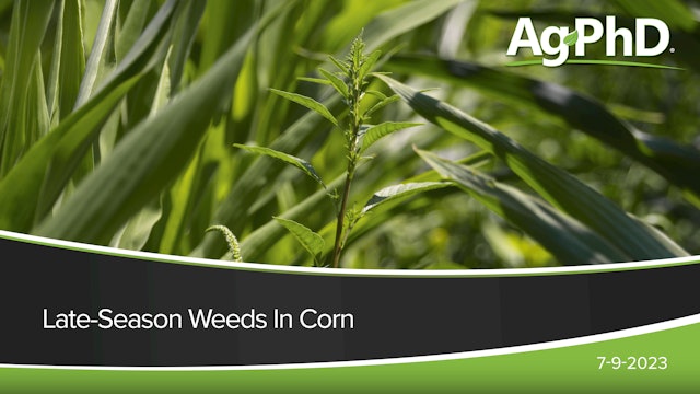 Late-Season Weeds In Corn | Ag PhD